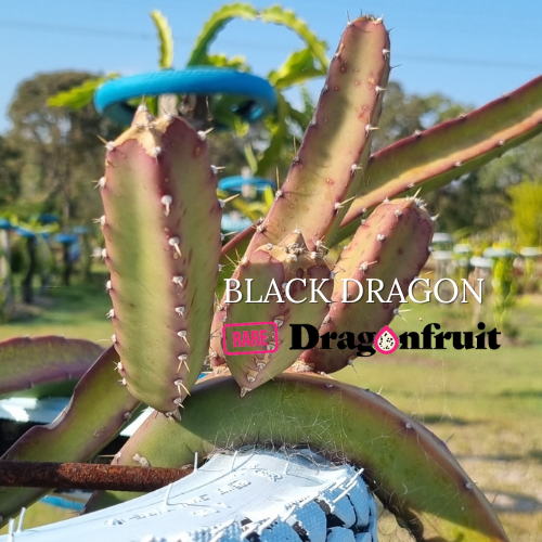 Black Dragon- Ocamponis x Coniforus Dragon fruit - Rare Dragon Fruit