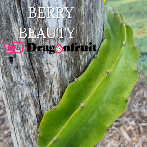 Berry Beauty Dragon Fruit Plant - Rare Dragon Fruit