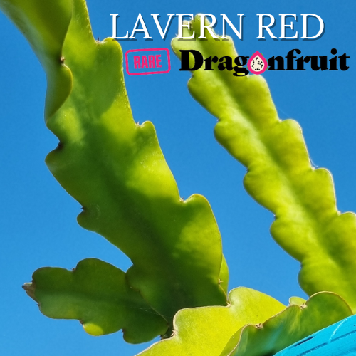 Lavern Red Dragon Fruit - Rare Dragon Fruit