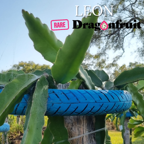 Leon- Hylocereus Undatas Thailand Dragon Fruit - Rare Dragon Fruit