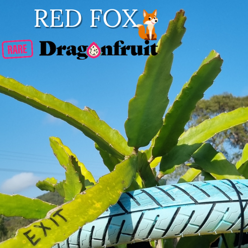 Red Fox / Exit Dragon Fruit Plant - Rare Dragon Fruit