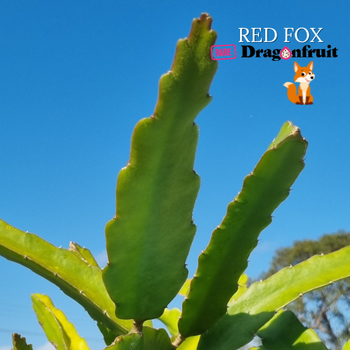 Red Fox / Exit Dragon Fruit Plant - Rare Dragon Fruit