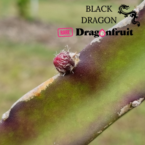 Black  Dragon- Ocamponis x Coniforus Dragon fruit