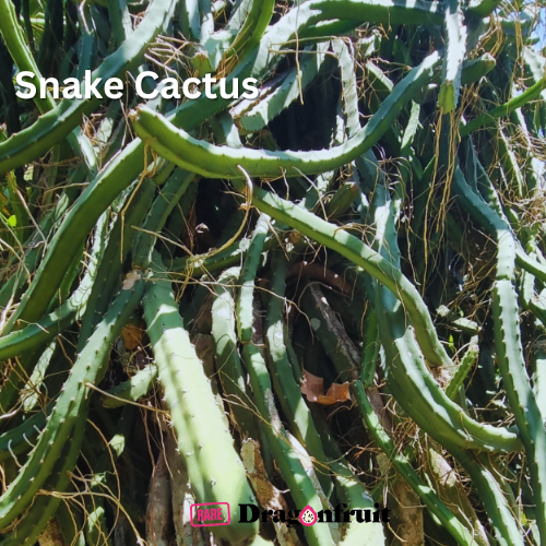 Snake Cactus- Selenicereus sp.