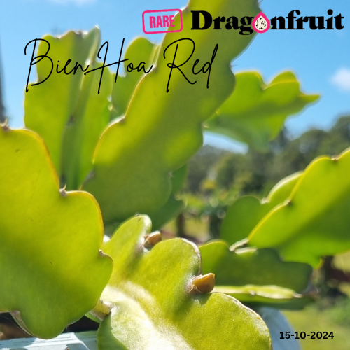 Bien Hoa Red – Hylocereus guatemalensis  dragon fruit