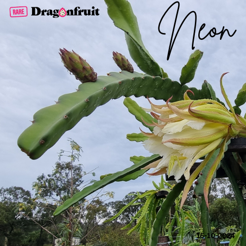 Neon (XXL bloom)- Hylocereus X Californian Dragon Fruit Plant