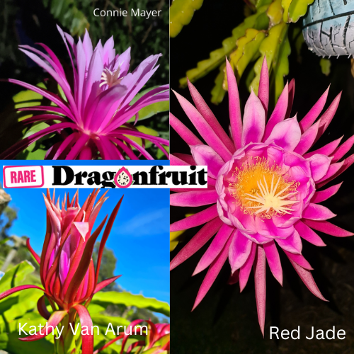 3 Purple / Pink Flowered Dragon Fruit Pack – Vibrant Blooms, Versatile Uses