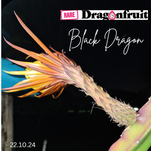 Black  Dragon- Ocamponis x Coniforus Dragon fruit