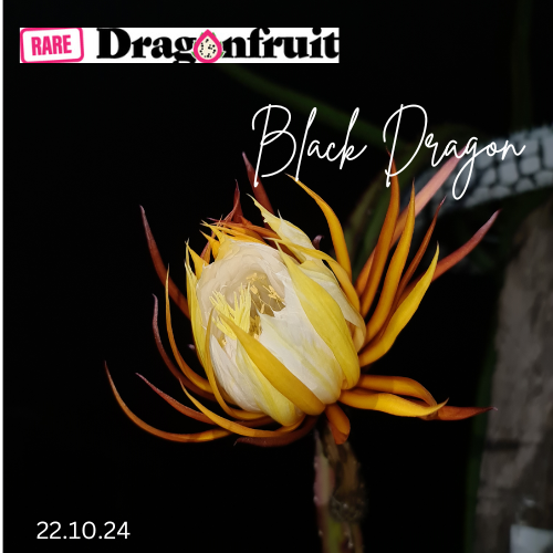 Black  Dragon- Ocamponis x Coniforus Dragon fruit