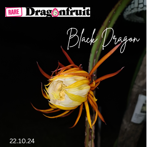 Black  Dragon- Ocamponis x Coniforus Dragon fruit