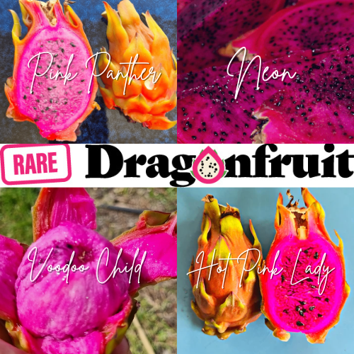 Super Sweet Dragon Fruit Mix – Grow 4 of Our Favorites!