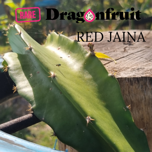 Red Jaina red Dragon Fruit Variety (A) - Rare Dragon Fruit