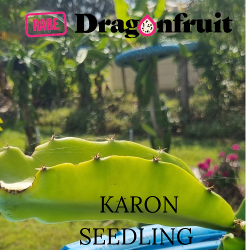 Karon's seedling Dragon Fruit - Rare Dragon Fruit