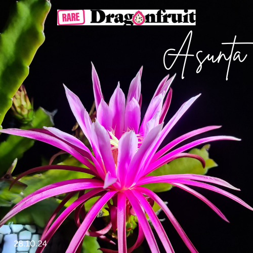 Asunta  – H. stenopterus X H. guatemalensis hybrid Mexican Dragon Fruit Variety