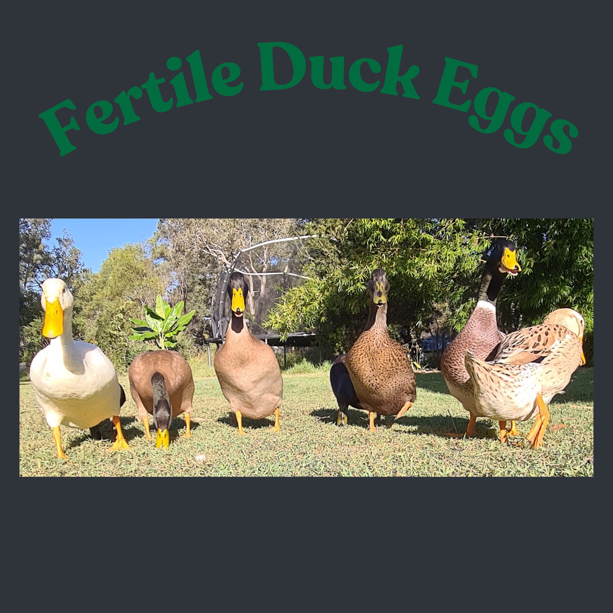 Fertile Duck eggs, Silver Apple Yard and Indian Runner Cross - Rare Dragon Fruit