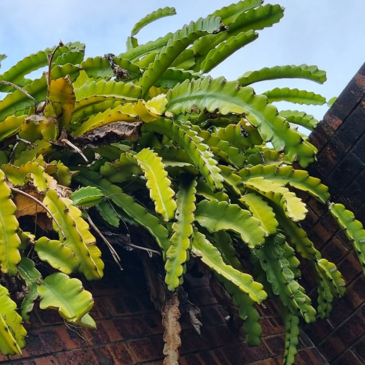 Cuban Street NOID - Rare Dragon Fruit