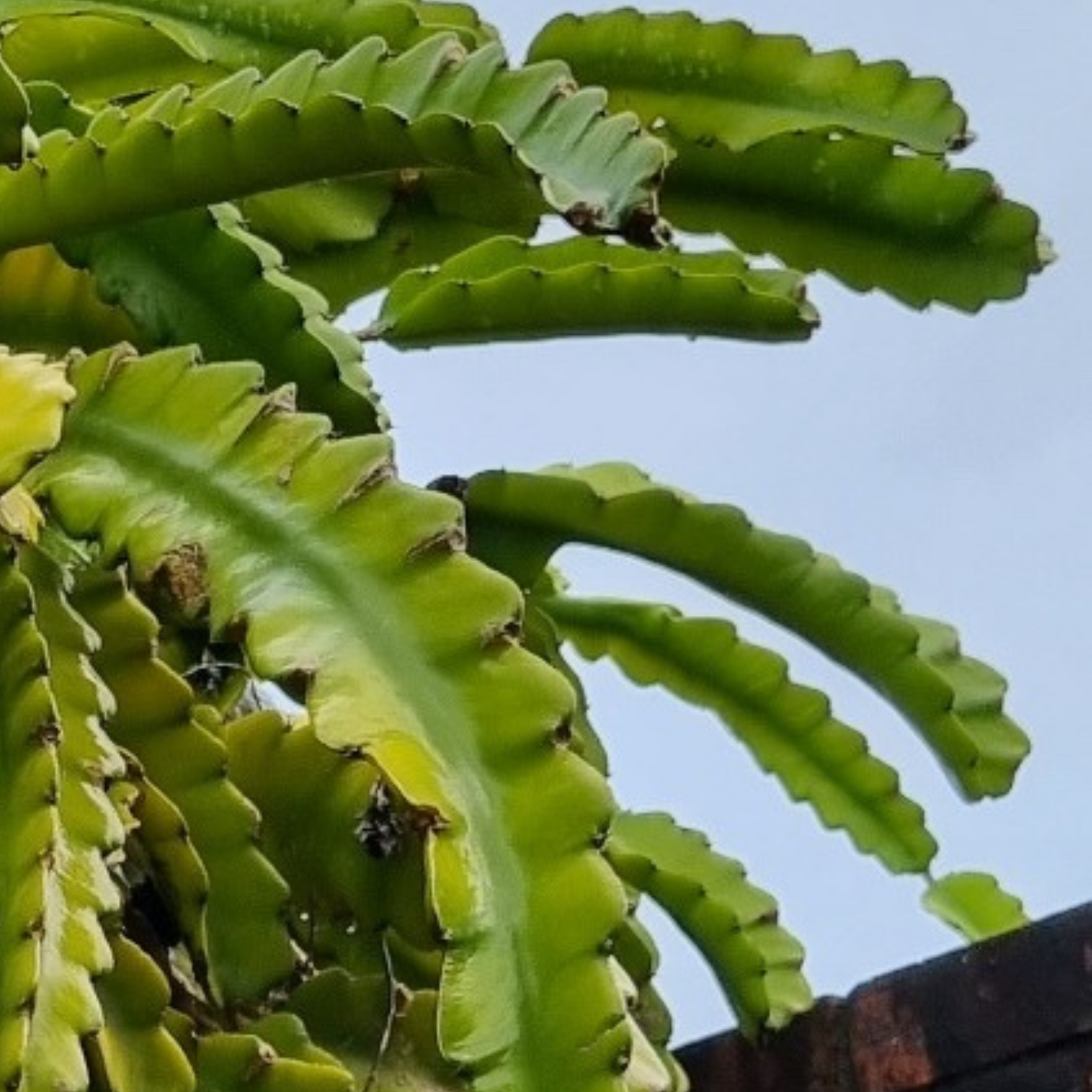 Cuban Street NOID - Rare Dragon Fruit