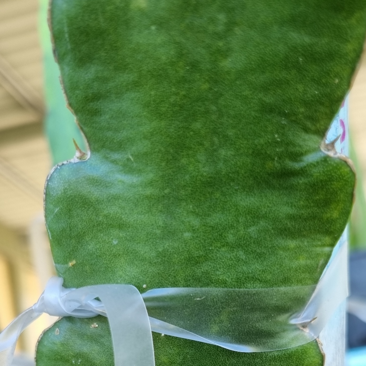 Jewel Red Dragon Fruit - Rare Dragon Fruit