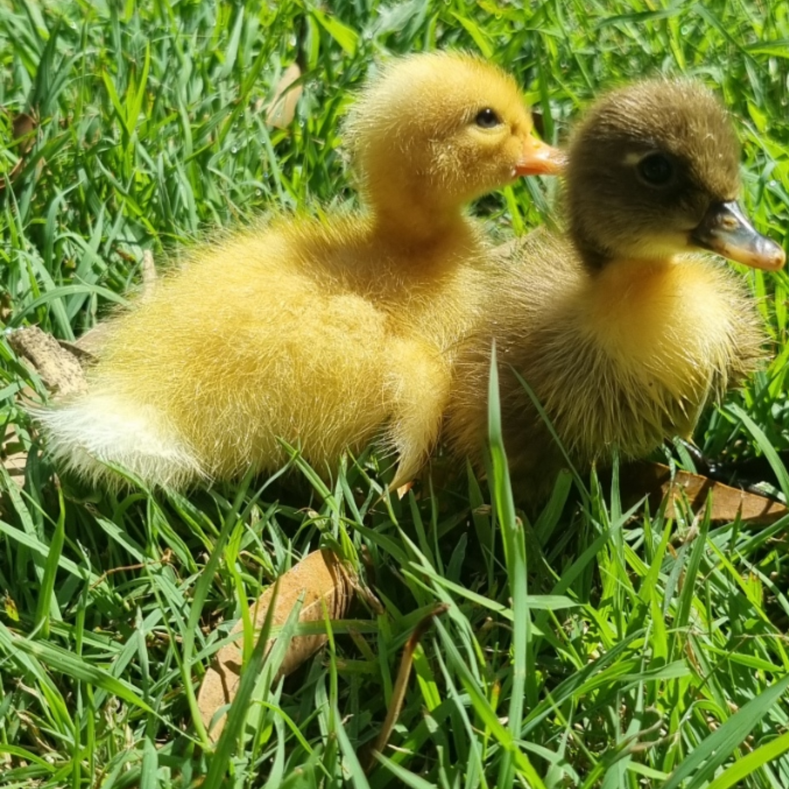 Ducking Silver Apple Yard and Indian Runner Cross - Rare Dragon Fruit