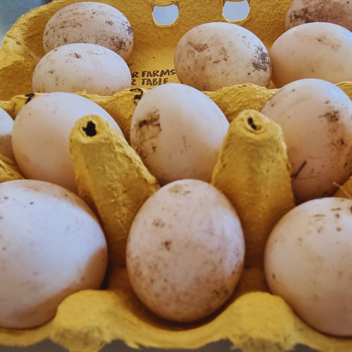 Fertile Duck eggs, Silver Apple Yard and Indian Runner Cross - Rare Dragon Fruit