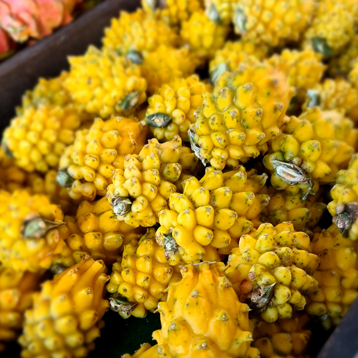 Yellow Dragon- Yellow Megalanthus- Selenicereus Megalanthus Colombian Dragon Fruit - Rare Dragon Fruit