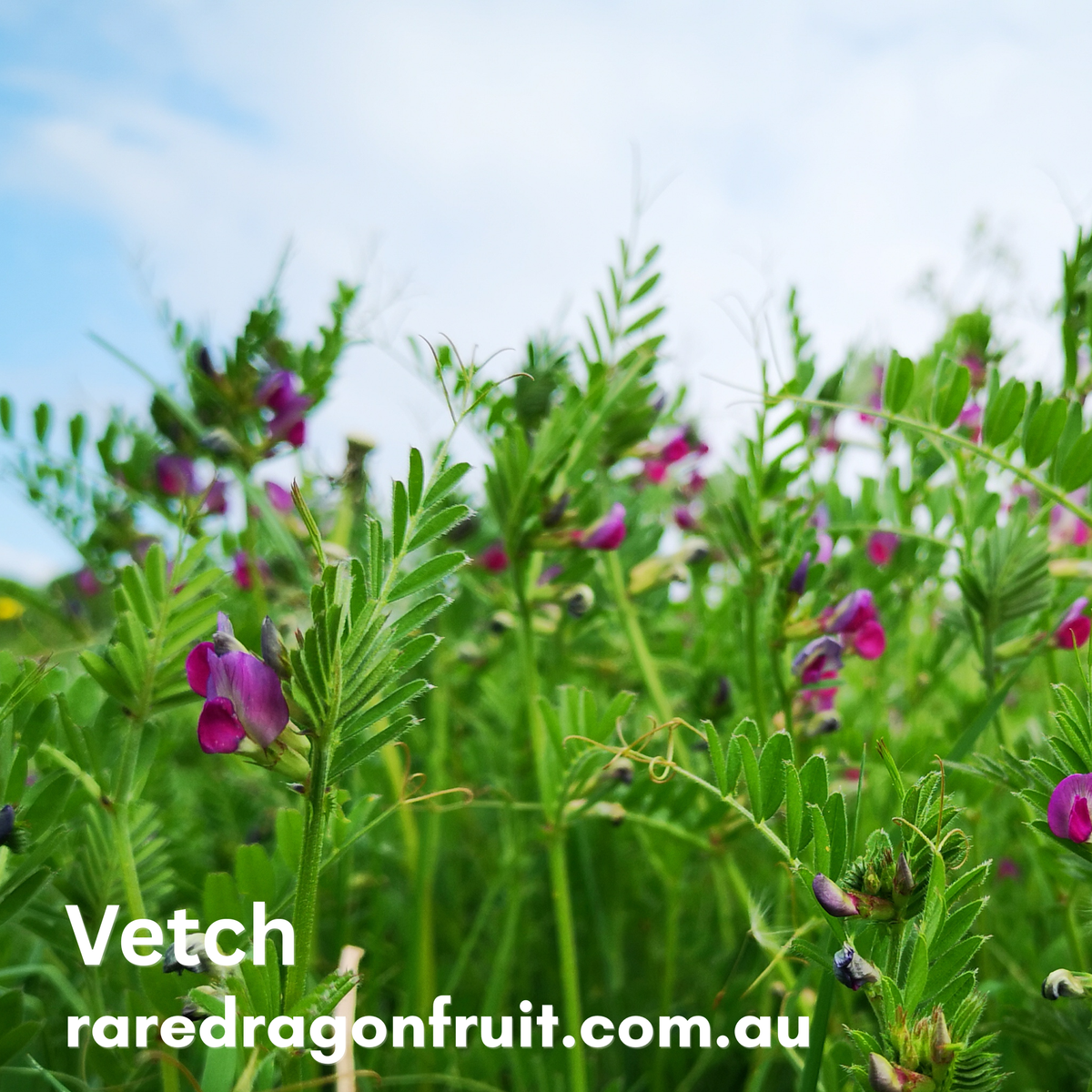 Vetch seeds 10g