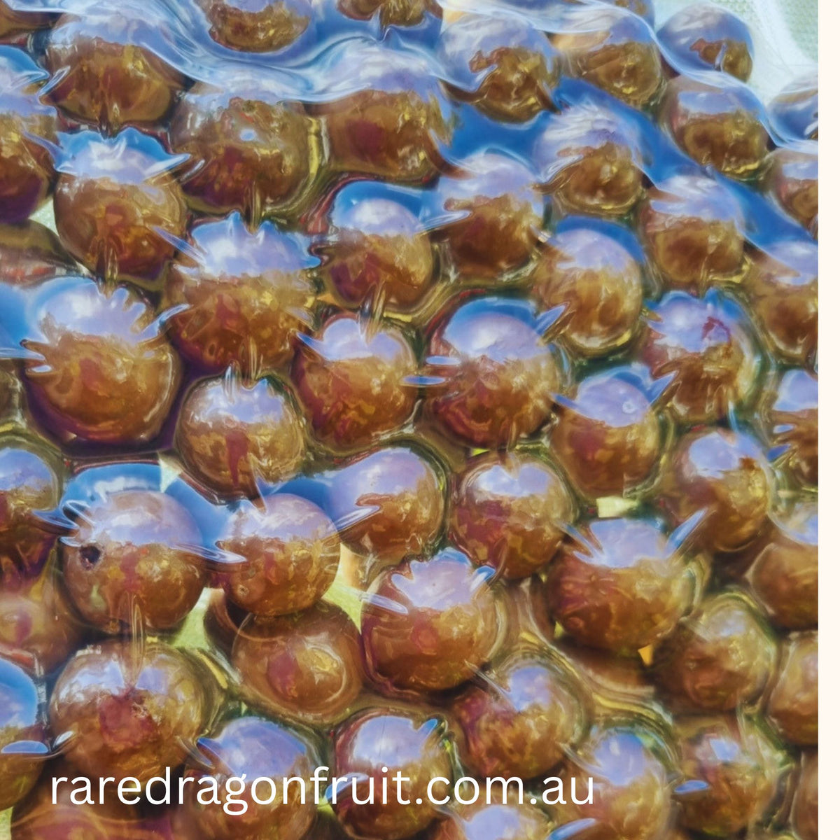 Australian Macadamia Nuts in Shell – 500g Bag