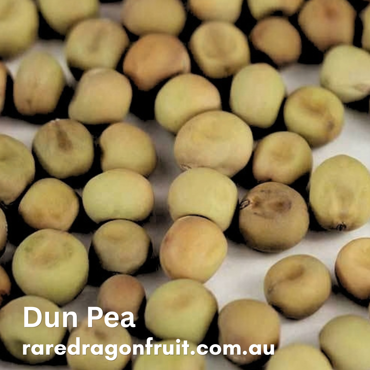 Dun Pea – Companion Plant & Green Manure