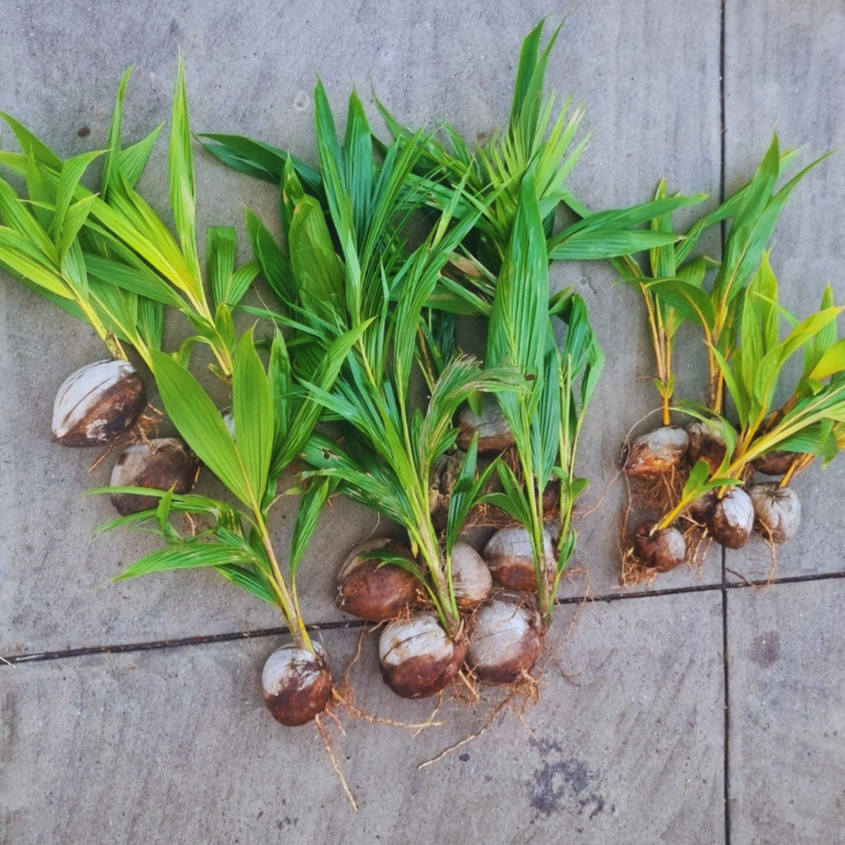 Nias Yellow Dwarf Coconut Palm – Cocos nucifera (Bare Rooted)