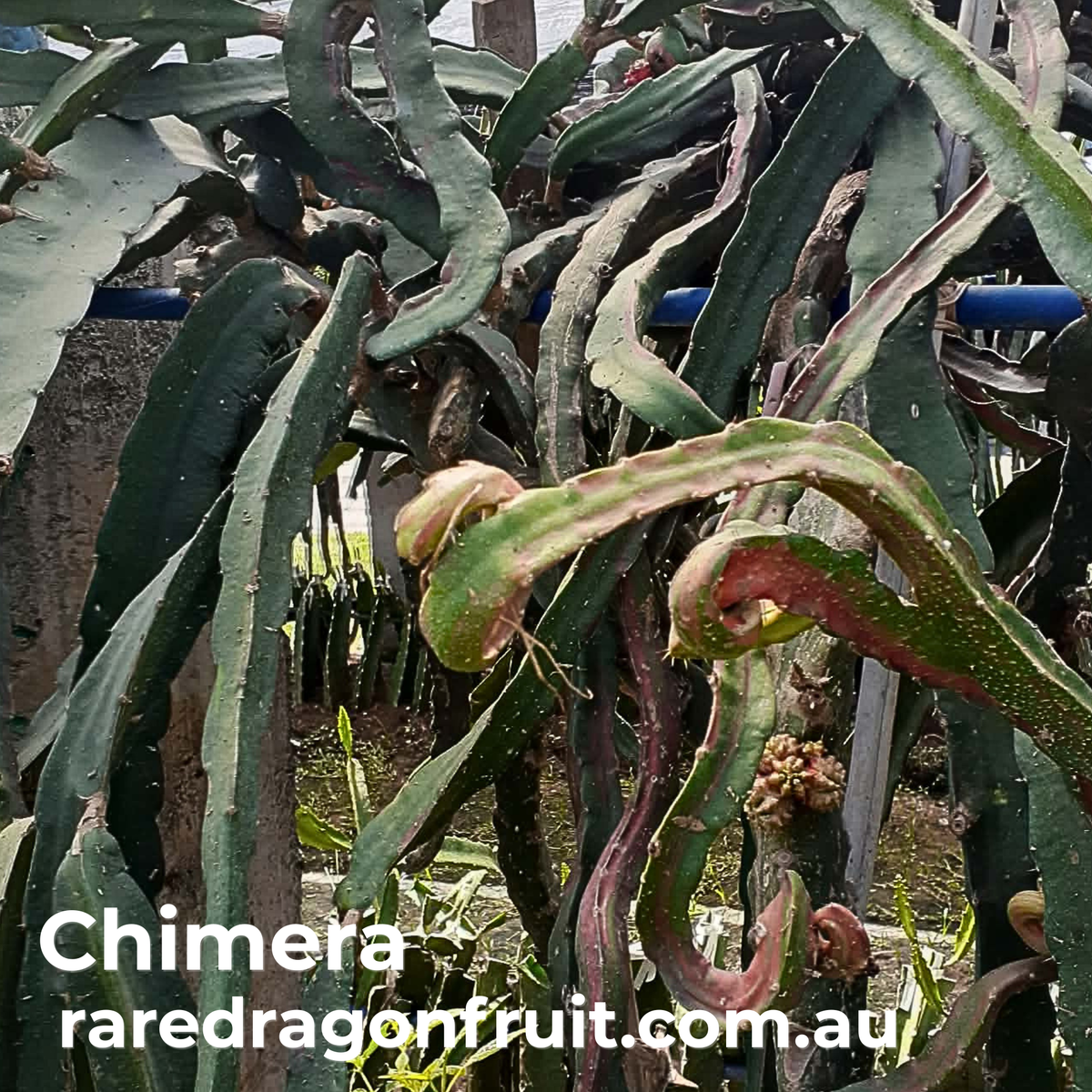 Chimera Dragon Fruit Red variegation