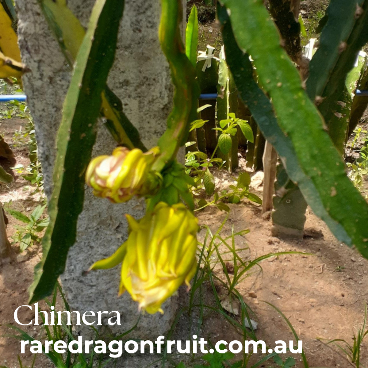 Chimera Dragon Fruit Red variegation