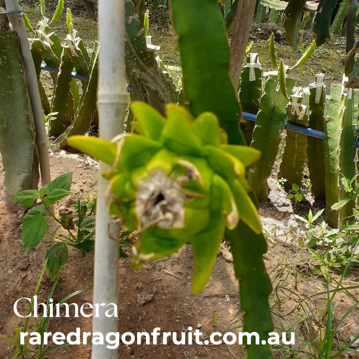 Chimera Dragon Fruit Red variegation