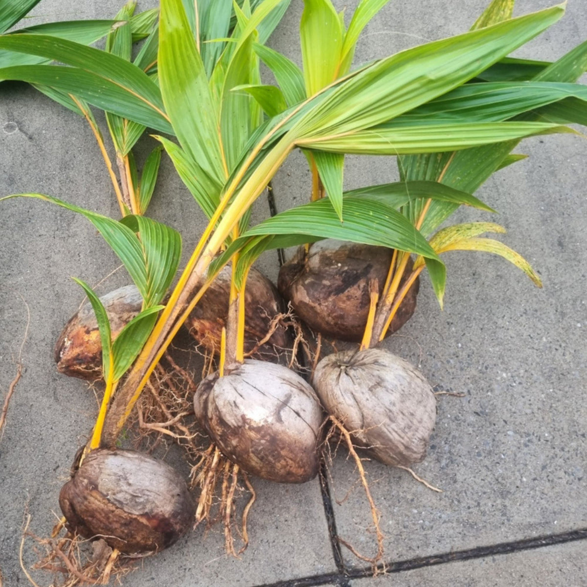 Malay Gold Dwarf Coconut Palm – Cocos nucifera (Bare Rooted)