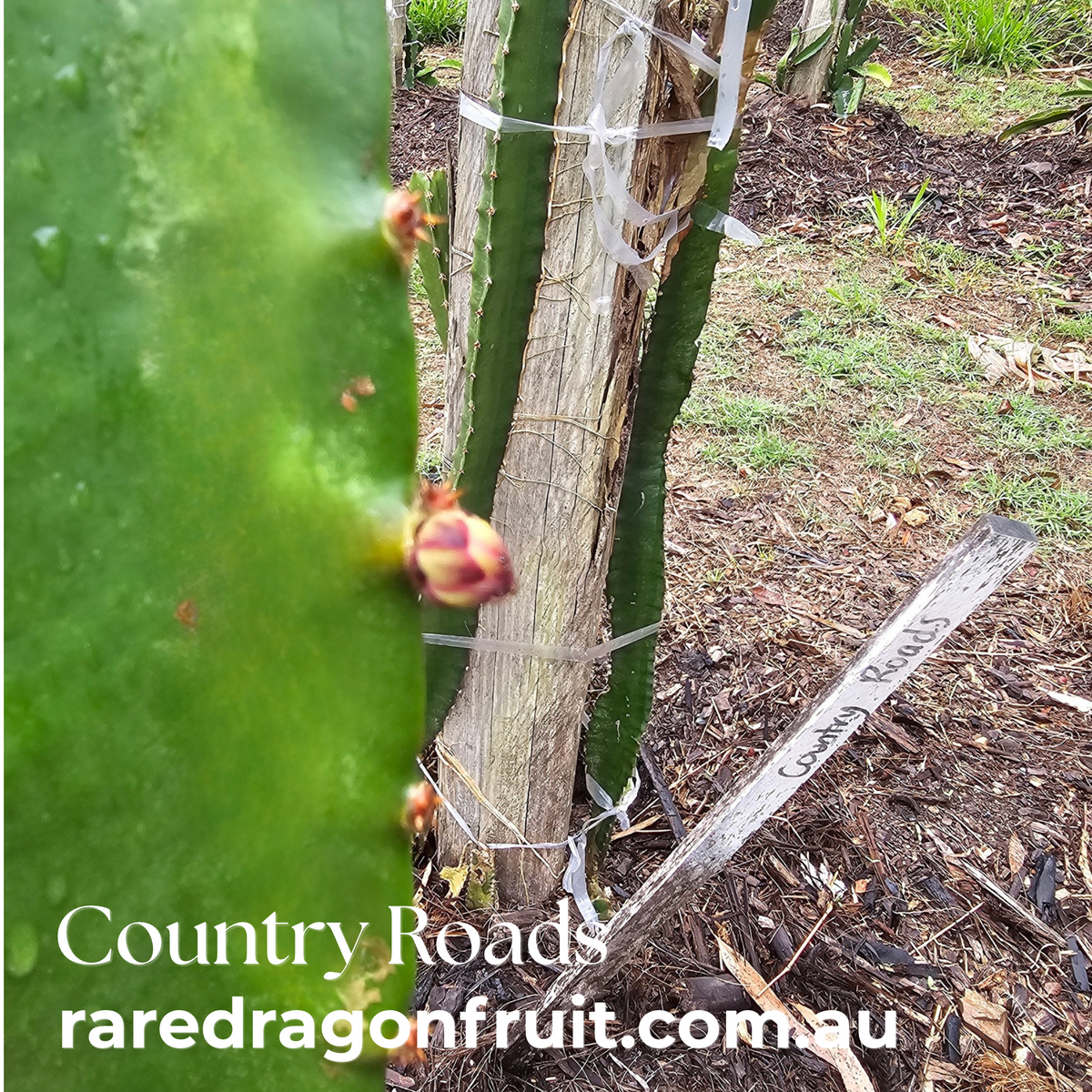 2024 Country Roads Dragon fruit