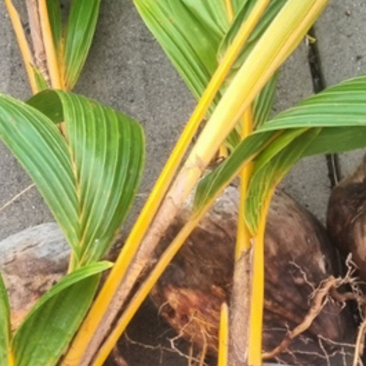 Malay Gold Dwarf Coconut Palm – Cocos nucifera (Bare Rooted)