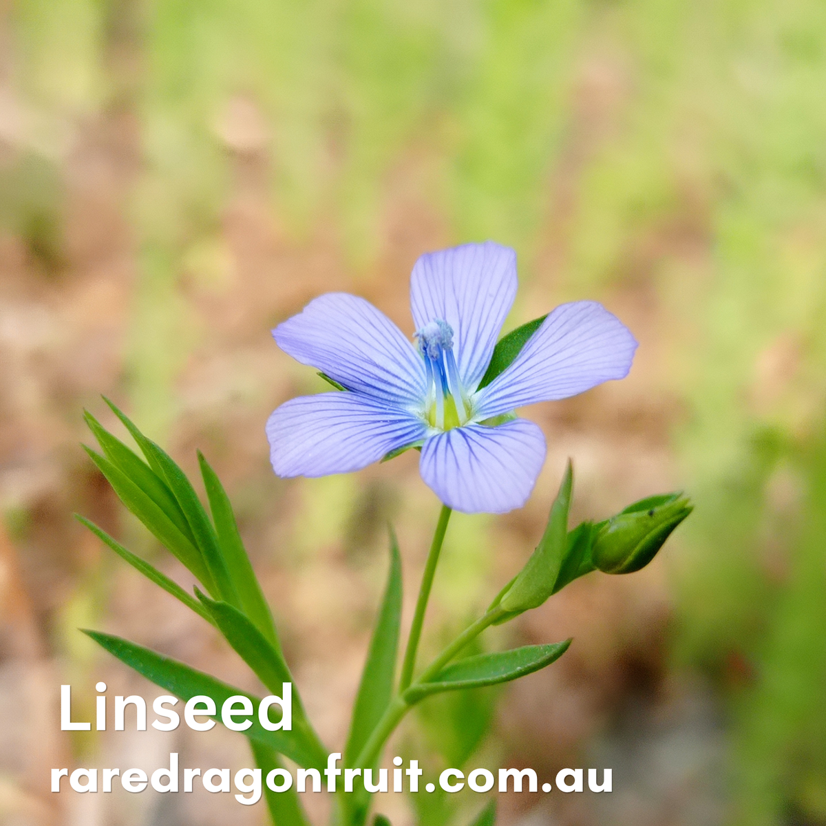 Linseed 10g