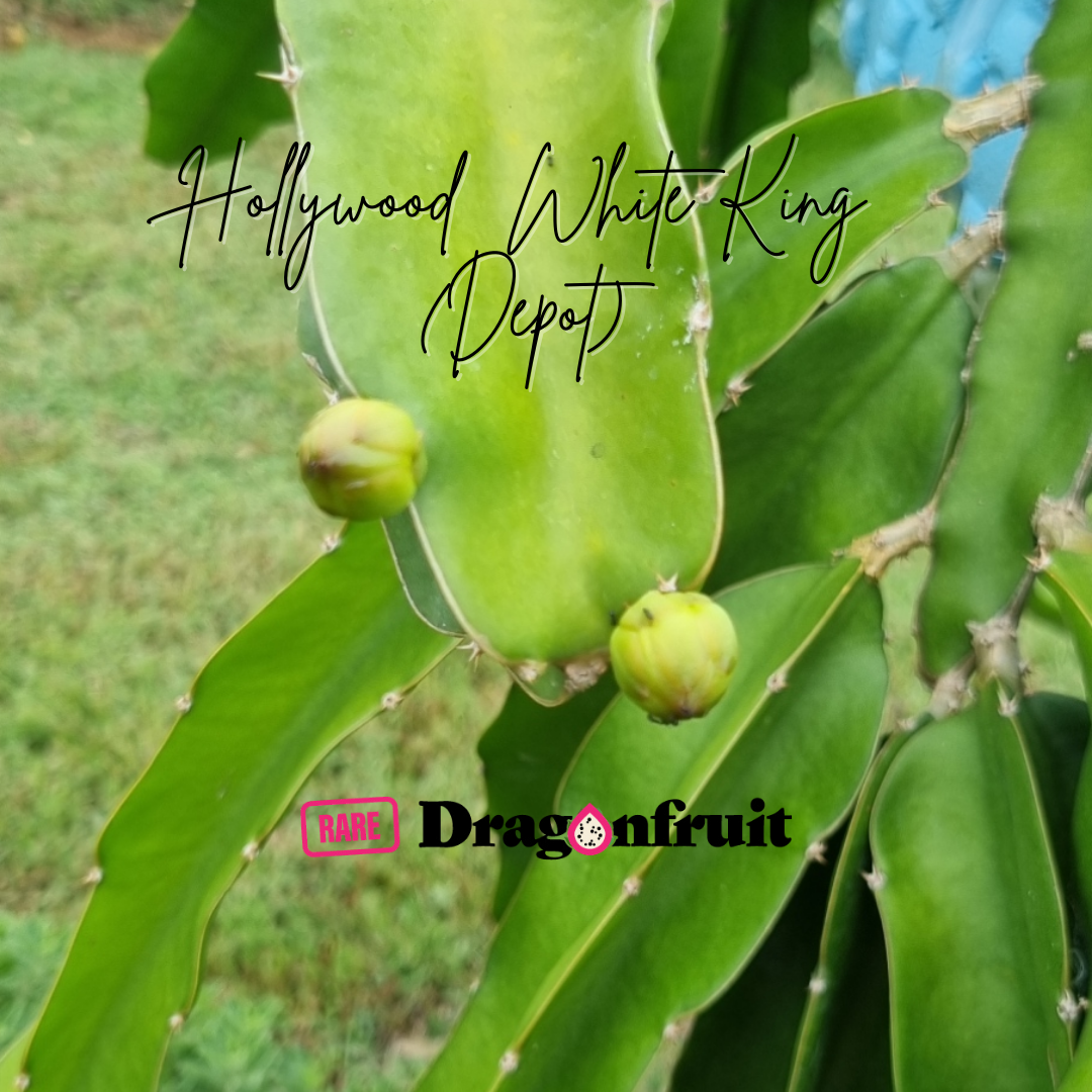 Hollywood White King (Depot)-Hylocereus undatus Dragon Fruit