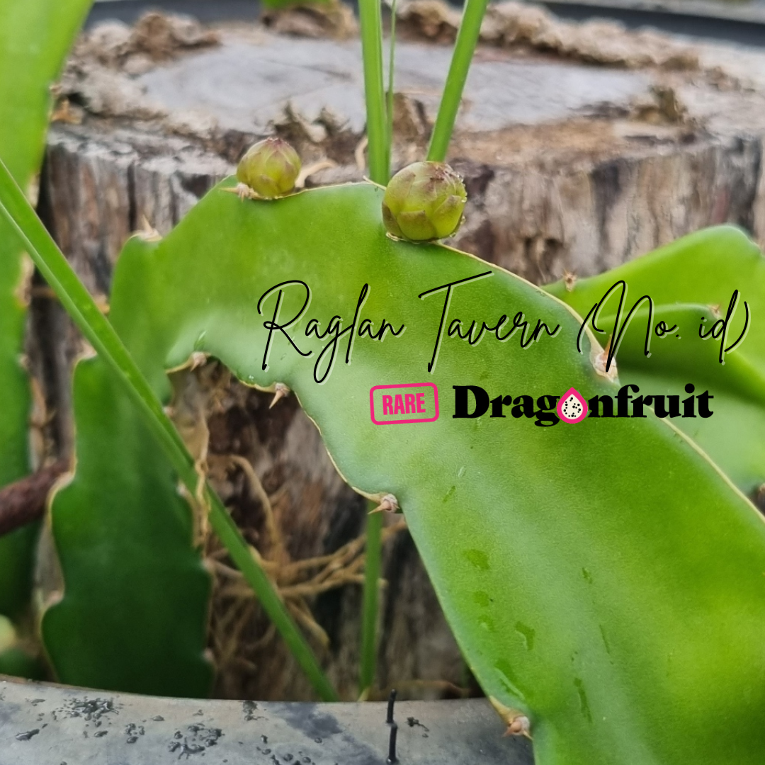 Raglan Tavern dragon fruit-  NOID