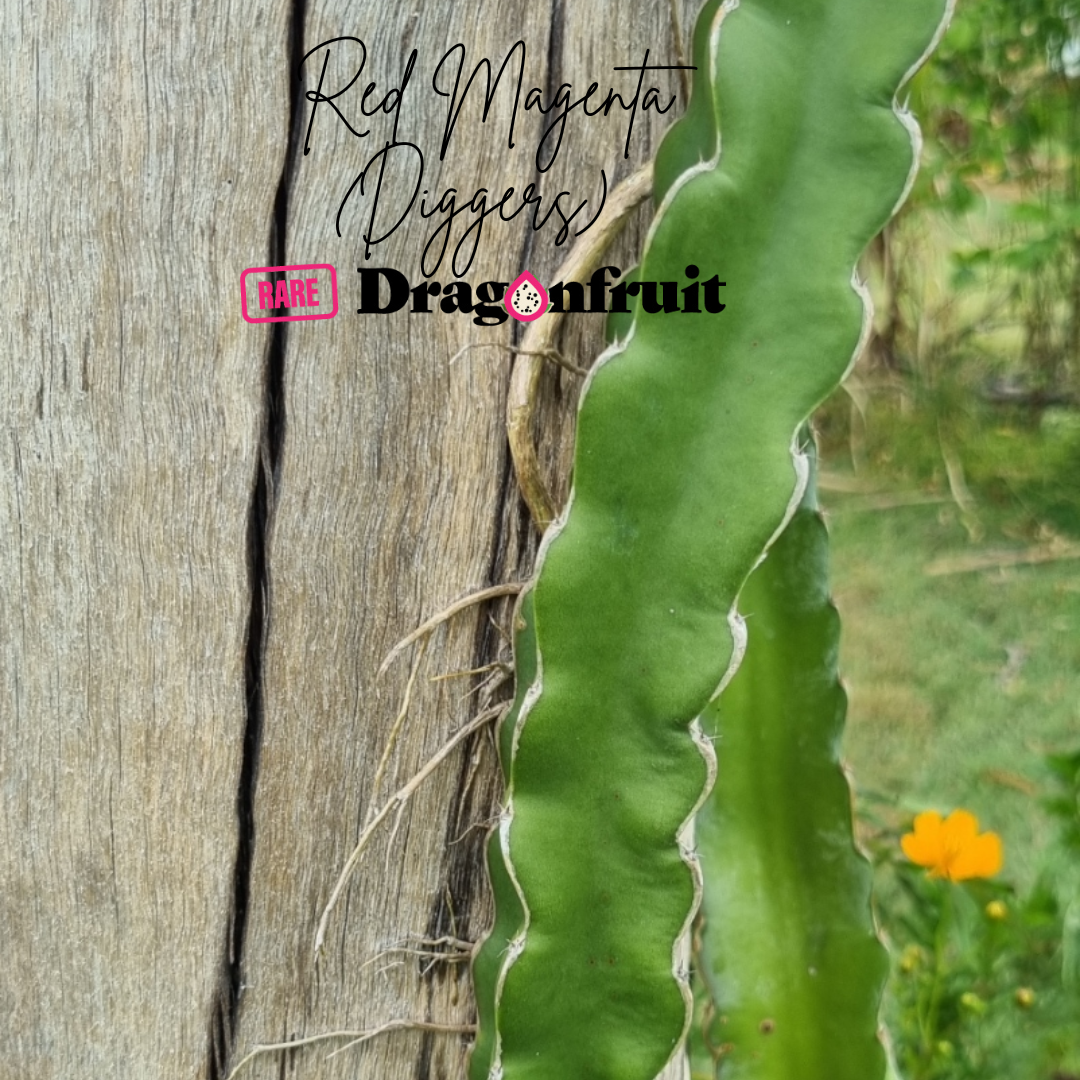 Red Magenta Dragon Fruit - Hylocereus lemairei