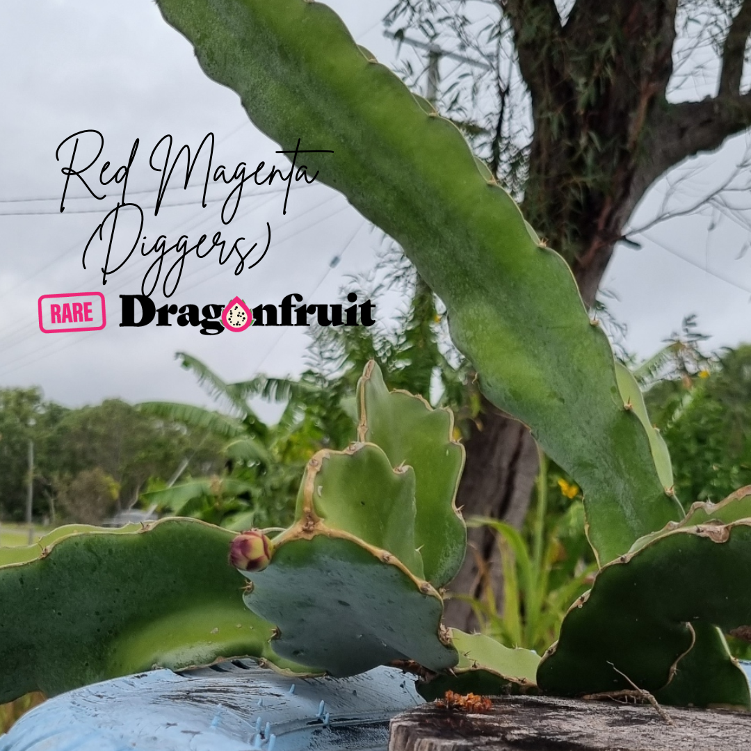 Red Magenta Dragon Fruit - Hylocereus lemairei
