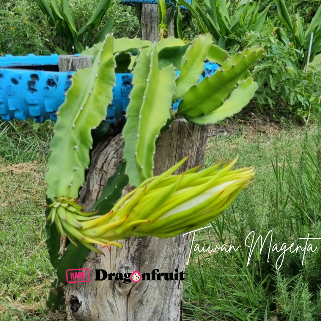 Taiwan Magenta Dragon Fruit