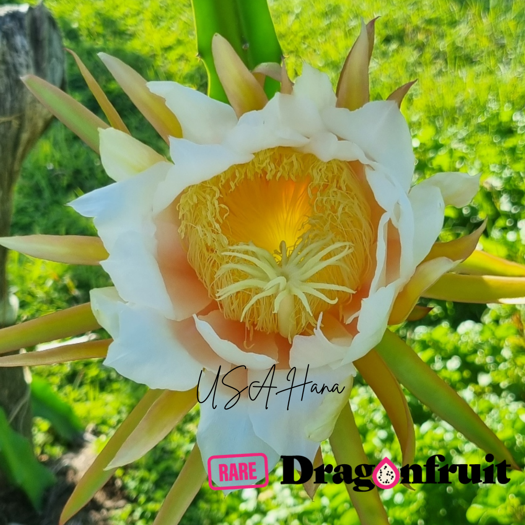 USA Hana Dragon Fruit Plant