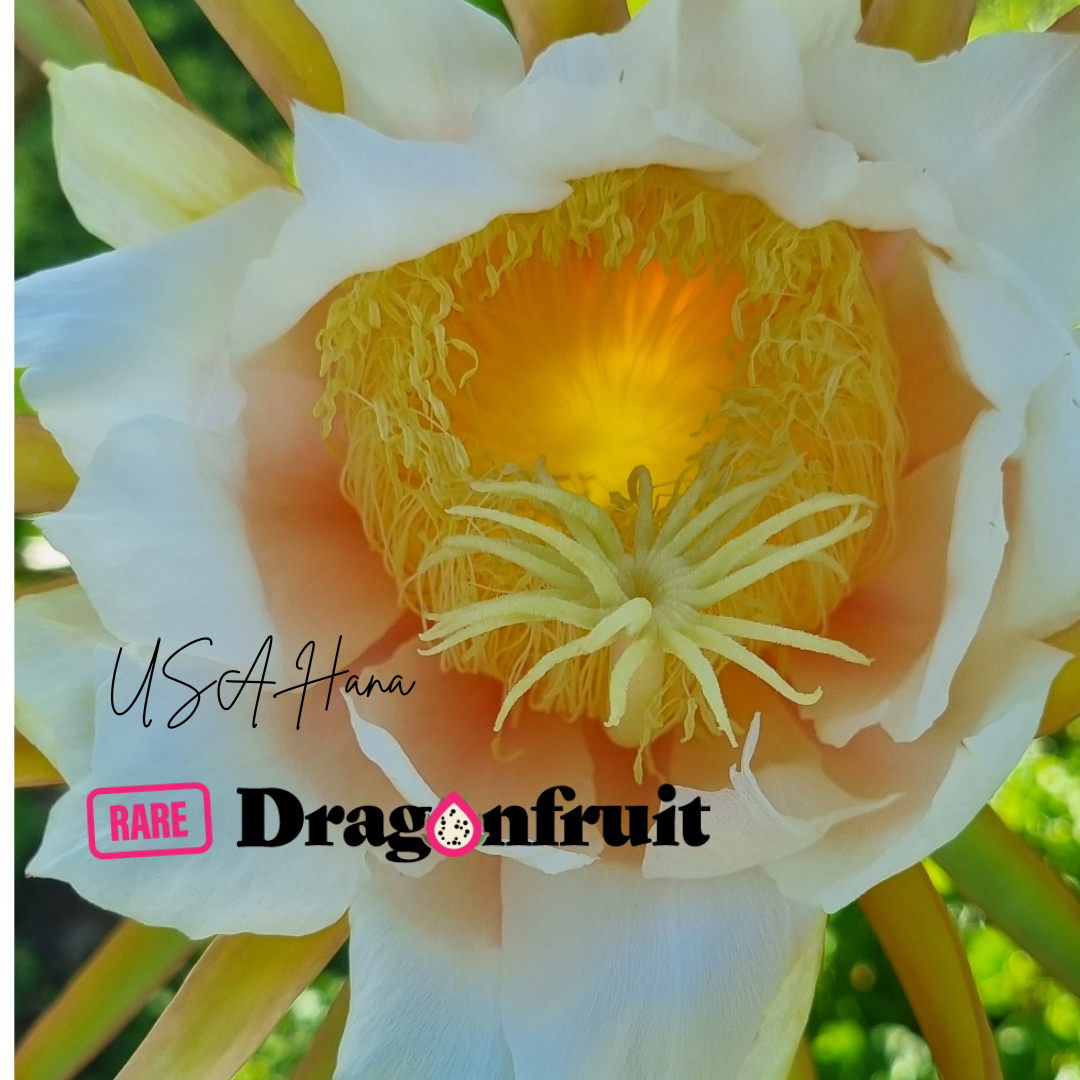 USA Hana Dragon Fruit Plant