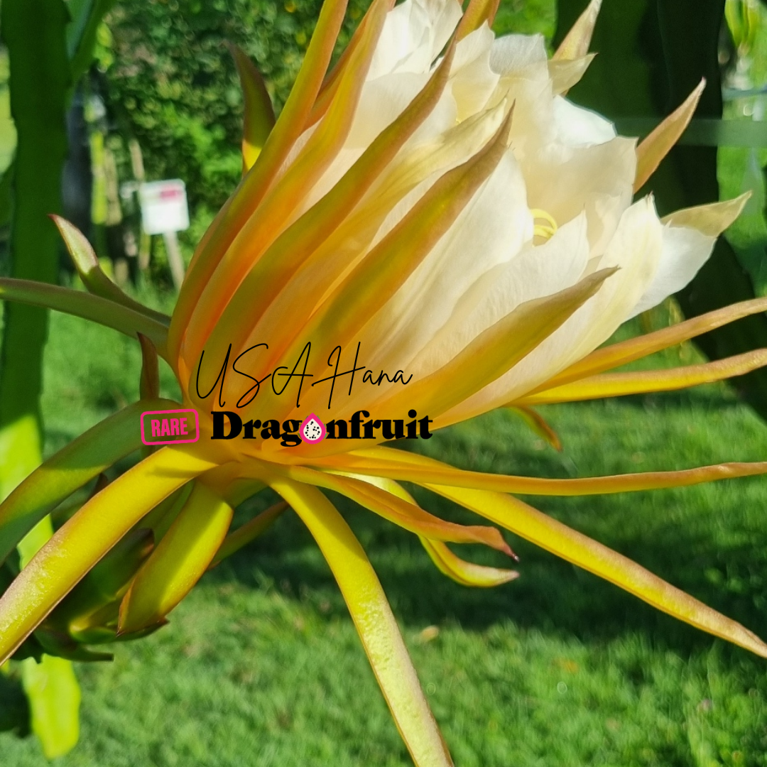 USA Hana Dragon Fruit Plant