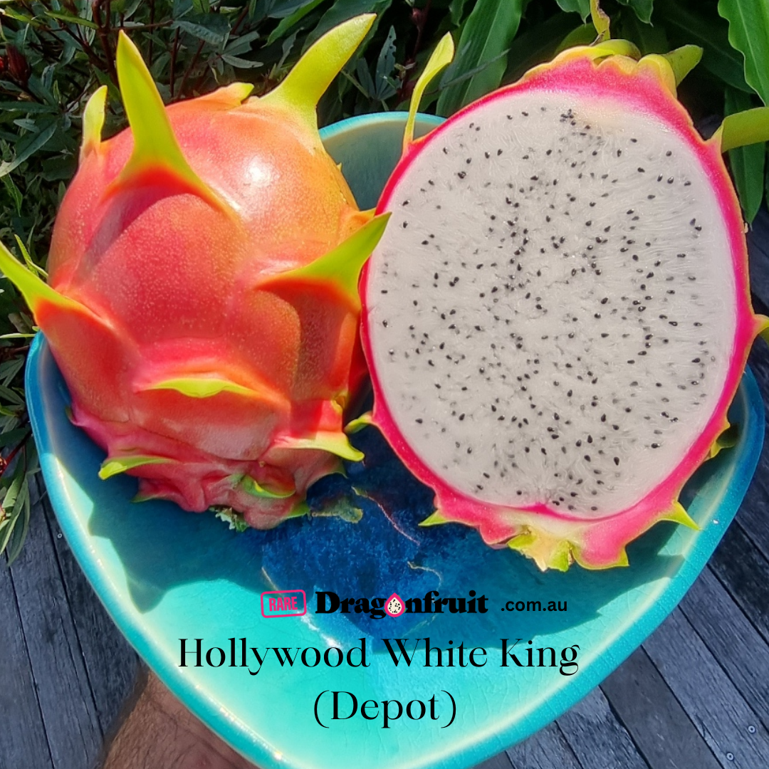 Hollywood White King (Depot)-Hylocereus undatus Dragon Fruit