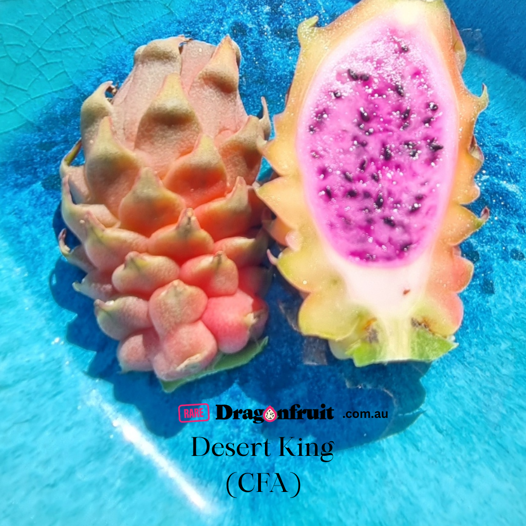 Desert King Australian Variety Dragon Fruit Plant  (CFA)