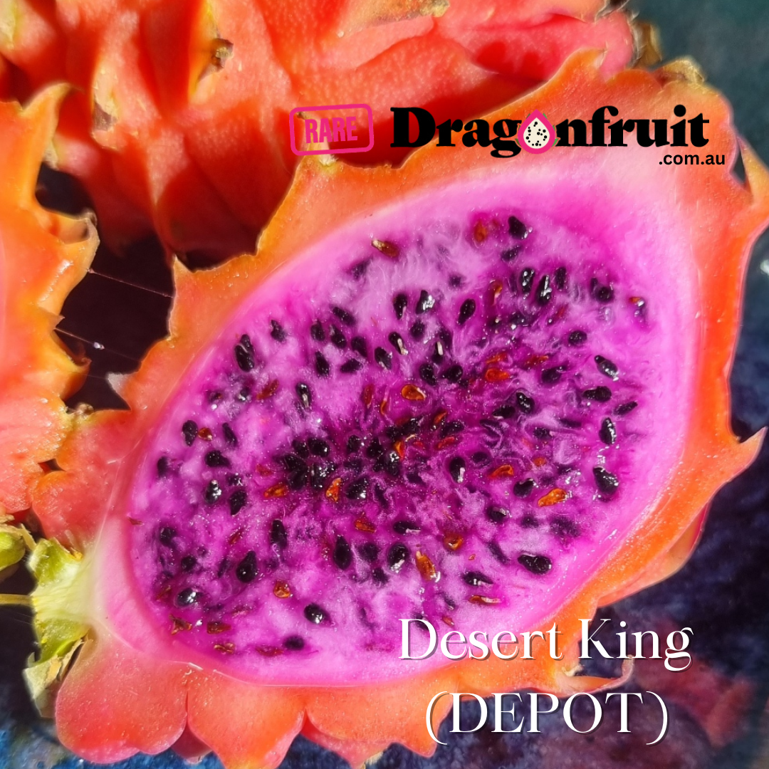 Desert King Dragon Fruit (DEPOT) - NEW