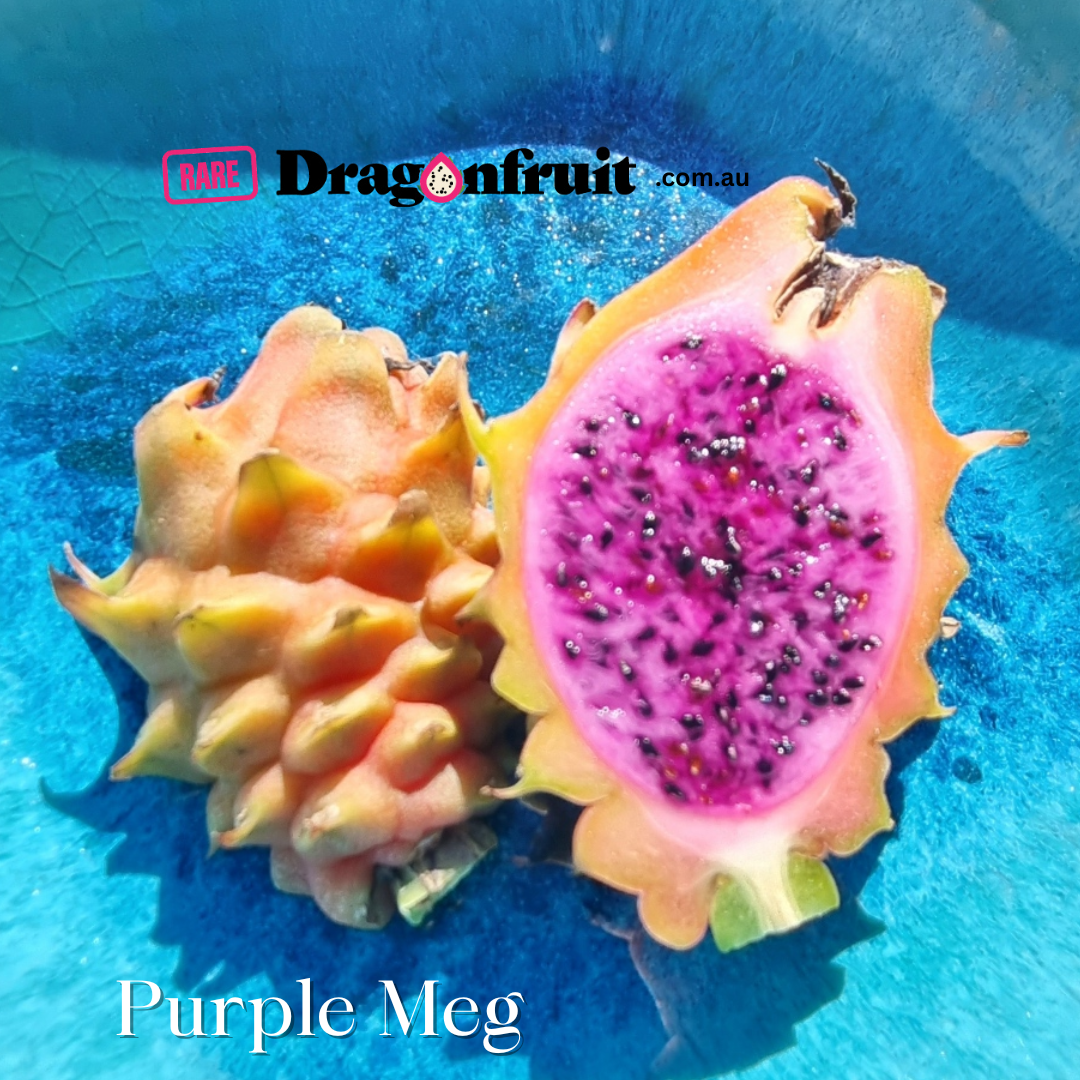 Purple Megalanthus- Colombian dragon fruit H. megalanthus.