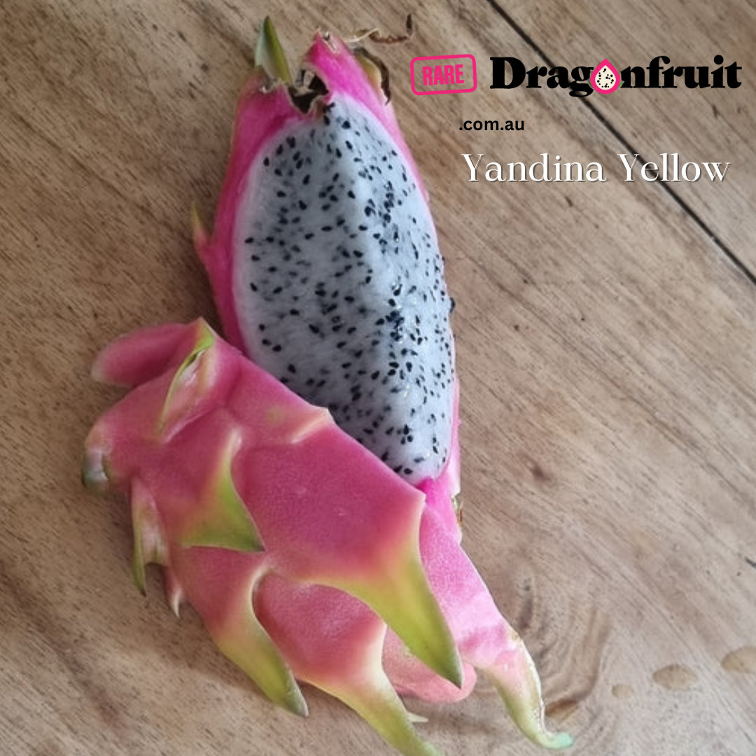 Yandina Yellow noid Dragon Fruit
