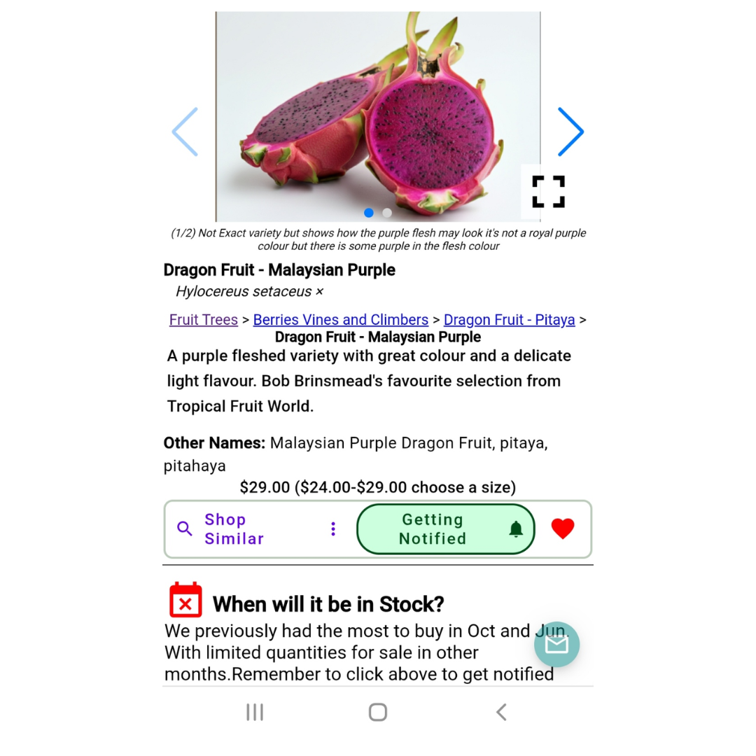Malaysian purple Dragon Fruit Daley&#39;s